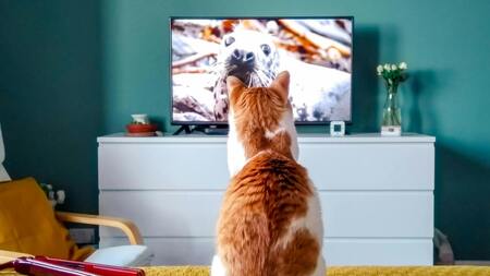 Faut-il laisser son chat regarder des écrans ? Le débat autour de la "TV pour chat"
