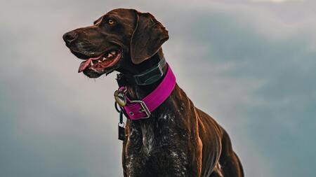 Objets connectés pour animaux : gadget ou vrai atout pour leur bien-être ?