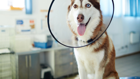 90% des chiens de ce pays sont assurés : pourquoi les Français protègent si peu leur compagnon ?