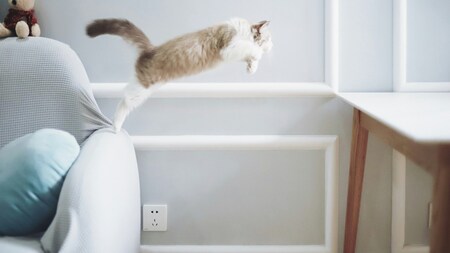 "Il a sauvé des vies sans le savoir" : ce chat de Strasbourg montre ce que le vôtre peut faire