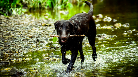 Cyanobactéries et baignade : quel danger pour le chien ?