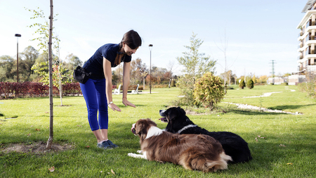 Éduquer son chien : Tout ce qu’il faut savoir
