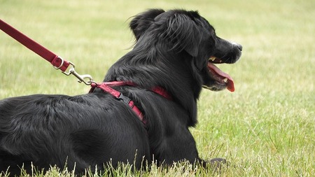 Comment mettre un harnais à son chien ?