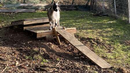 DIY : Plateforme Toboggan pour chèvres