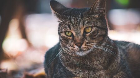 Ses chatons cherchent une famille… mais qui voudra adopter leur père, Bradley ?