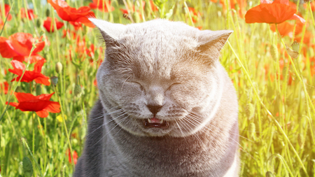 Pourquoi mon chat éternue ?