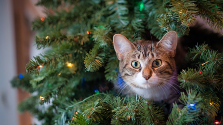 6 astuces pour protéger le sapin de Noël de votre chat
