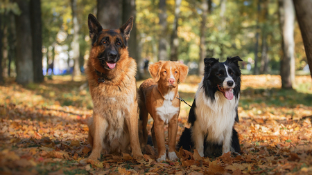 Pourquoi des balades collectives pour son chien et comment ça marche ?