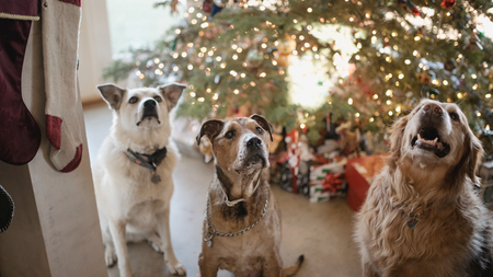 Noël et animaux de compagnie : ces dangers invisibles qui remplissent les urgences vétérinaires