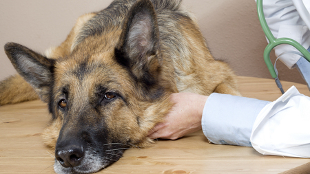 Le Pyothorax chez le chat et le chien : causes et traitement