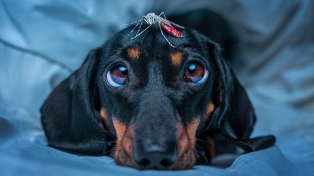 Pourquoi faut-il protéger son chien contre les piqûres de moustiques, et comment ?