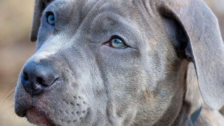 Chien dangereux : le mythe de la race mauvaise