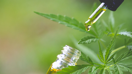 Quand utiliser l’huile de CBD pour nos animaux de compagnie ?
