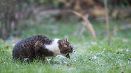 Mon chat vomit : quelles sont les causes possibles ?