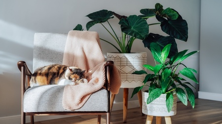Assurance pour les chats d'intérieur : Pourquoi est-ce utile et comment payer moins cher ?