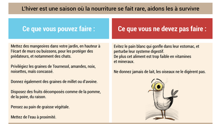 Comment nourrir les oiseaux du jardin en hiver ?