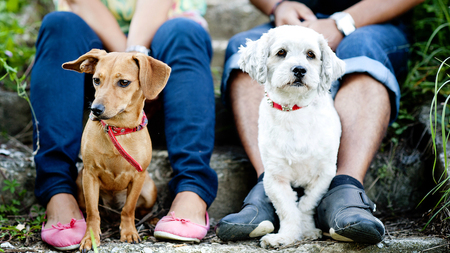 L’échange de garde d’animaux entre particuliers : comment ça marche ?