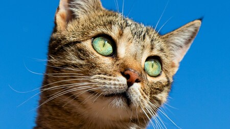 Recherche sur Alzheimer : une étude sur les chats ouvre de nouvelles pistes