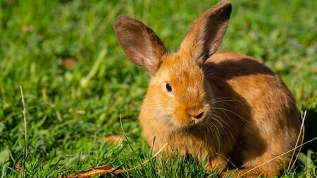 Problèmes urinaires chez le lapin : les signes qui doivent alerter