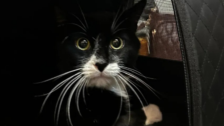 Un chat vendu pour 30 £ sur Vinted au Royaume-Uni sauvé in extremis