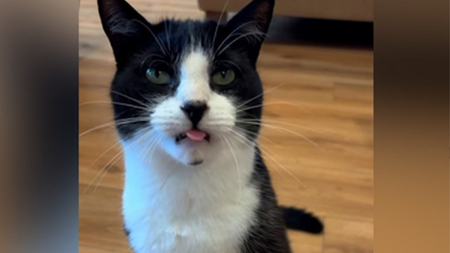 Comment un chat d'Irlande du Nord est devenu la star imprévue du Mondial 2026