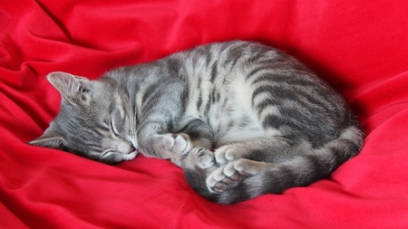 Adopter un chat : penser à tout avant son arrivée