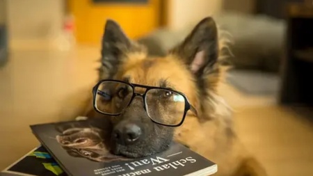 Journée mondiale des intelligences animales : une nécessaire prise de conscience