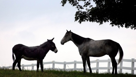 Tout savoir avant d'adopter un cheval, un poney ou un âne