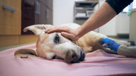 Comment faire euthanasier son chien à domicile