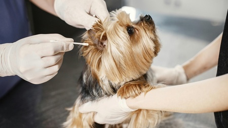 Cancer chez les animaux : certaines races y sont-elles plus susceptibles ?