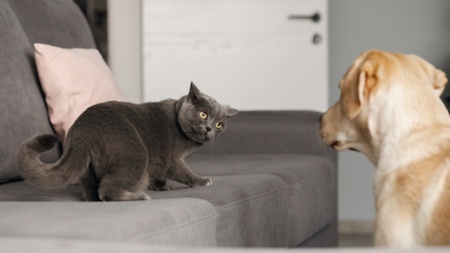Adoption d’un chien : 7 conseils pour le présenter à son chat