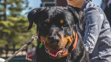 Agressivité, peur, problème de comportement, le rôle de l’éducation canine