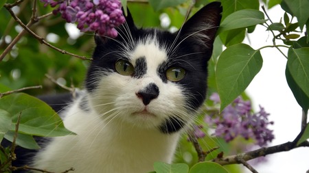 Vous n’avez pas pu manquer l’histoire de Félix le chat, disparu pendant 11 ans !