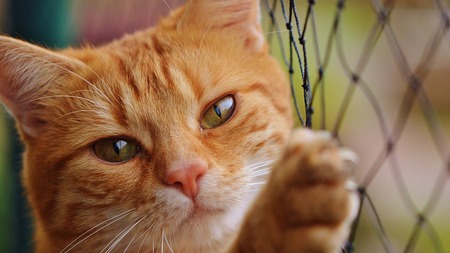 Rémi, le chat assigné à résidence : la décision du tribunal qui fait réagir