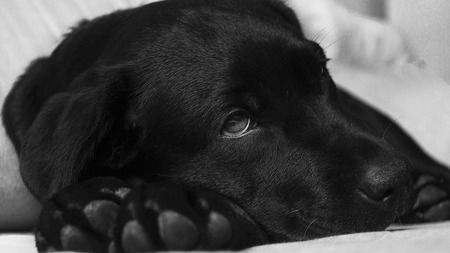 Votre chien peut-il s’enrhumer ? Ce qu'il faut savoir en cas de coup de froid