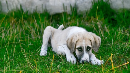 Acheté 50€ sur Leboncoin : ce chiot est abandonné 12 heures plus tard pour une raison ahurissante