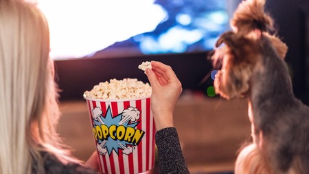 Lancement des “Oscars” pour animaux à Hollywood : une initiative qui interroge