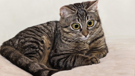 Ces 6 records de chats vont vous étonner ! (vidéos)
