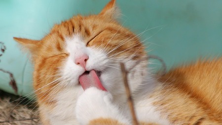 De sa litière à votre oreiller : ce que votre chat transporte dans le lit
