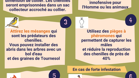 Lutter contre les chenilles processionnaires