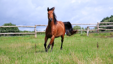 L’emphysème du cheval 