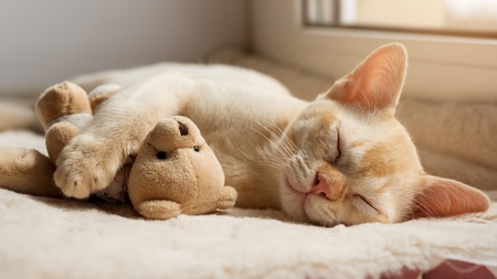Assurance pour chat : A quel âge la souscrire ?