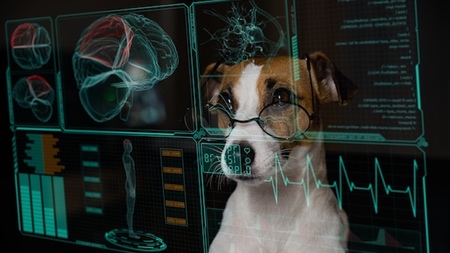 Comment détecter les causes d’épilepsie idiopathique chez le chat ou le chien ?