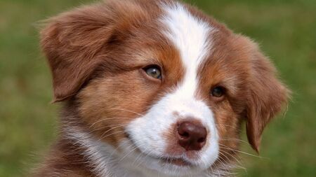 Chiots de race en baisse : vers une adoption plus responsable des animaux de compagnie ?