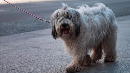 Le fléau des vols de chiens et chats : votre compagnon est-il vraiment protégé en 2026 ?