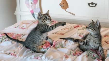 Comment bien jouer avec son chat ?
