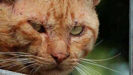 Soigner son chat naturellement grâce à l'argent colloïdal