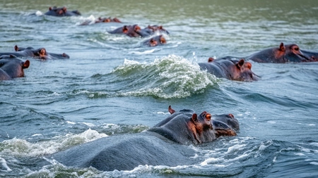 Tragédie : l'anthrax décime 50 hippopotames du parc national de Virunga