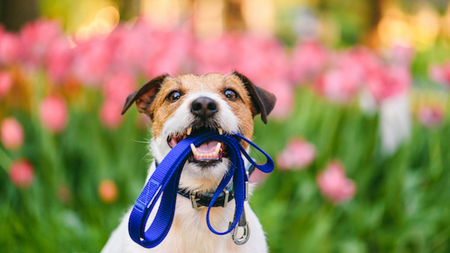 Collier ou harnais, que choisir pour mon chien ?