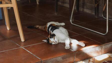 Certaines races de chats résistent-elles mieux à la chaleur ?